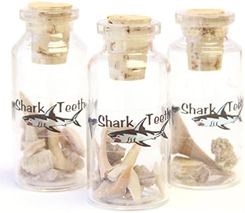 Set of 3 2 Inch Corked Bottles with Genuine Fossilized Shark Teeth