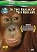 Wild Asia 1: In the Realm Of The Red Ape