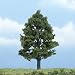 Premium Sweetgum Tree, 4