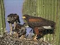 Harris Hawk - Adult with young at nest, on saguaro cactus from Ardea