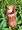 Large Red Asian Pitcher Plant