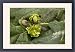 Framed Prints of Knopper gall on acorns of common oak (Quercus robur) from Ardea Wildlife Pets