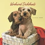 Dachshunds, Wirehaired 2009 Square Wall Calendar