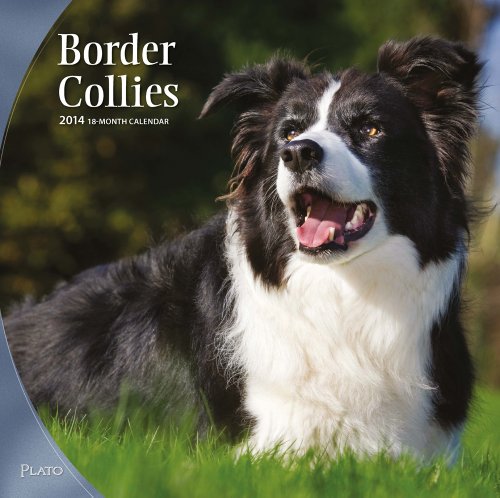 border collies 2014 square 12x12