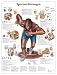 3B Scientific VR0188UU Glossy Paper Sportverletzungen Anatomical Chart (Sports Injuries Anatomical Chart, German), Poster Size 20