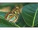 Photographic Prints of Malachite Butterfly, from Danita Delimont