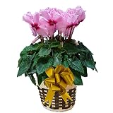さかもと園芸　達人のシクラメン　朝注文で即日発送【 フリンジピンク 】　花鉢植え　ギフト　プレゼント　贈答品　クリスマス　お歳暮
