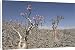 Canvas Prints of Bottle-tree (Adenium obesum), endemic to island, known as desert rose, Diksam from Robert Harding