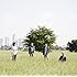 フラワーカンパニーズ「この胸の中だけ(初回限定盤)」