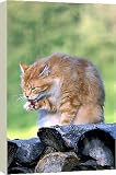 Canvas Prints of CAT - ginger male sitting on logs from Ardea Wildlife Pets