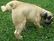 Peeing Pissing Pug Lawn Garden Decor Dog Statue Indoor Outdoor