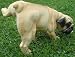 Peeing Pissing Pug Lawn Garden Decor Dog Statue Indoor Outdoor