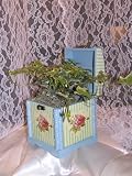 4.5 Variegated Ivy in Blue Victorian Box