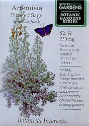 Artemisia Fringed Sage Seeds 200 Seeds Botanic Gardens Series