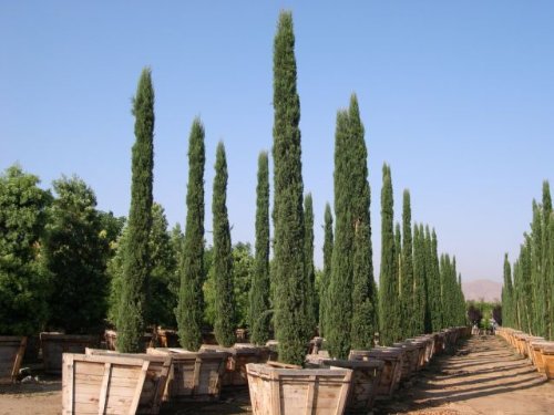 Seeds and Things 15 ITALIAN CYPRESS Cupressus Sempervirens Tree Seeds Good Bonsai Seeds and Things 15 ITALIAN CYPRESS Cupressus Sempervirens Tree Seeds Good Bonsai