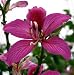 Bauhinia Hong Kong Orchid Tree
