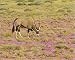 Photographic Prints of Gemsbok / Oryx - among flowers in a wet spring from Ardea Wildlife Pets