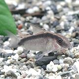 ���i�̏ڍ�