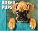 Just Boxer Pups 2008 Calendar (Just) by Willow Creek Press