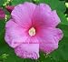 GIANT PINK HIBISCUS 25 SEEDS