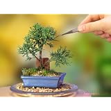 A Starter Juniper Bonsai Tree - NEW, Cute, Cool, Very Dwarf Tree