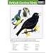 British Garden Birds: The Instant Guide (Instant Guides)