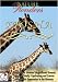 Nature Wonders  ETOSHA Namibia