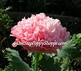 150 Poppy Flower Seeds. Antique Rose Poppies. Papaver.