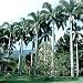 10 Roystonea Oleracea Venezuelan Royal Palm Tree Seeds