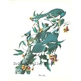 BlueJayBird(81/2X111/2ColorPrint)