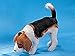 Beagle Collectible Dog Figurine Puppy Decoration Statue Model Figure