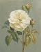Heirloom White Rose Art Poster PRINT Danhui Nai 8x10
