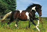 Pferd, 200 Teile (Puzzle) - 