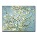 Limb Branch
51cDJVZ7iIL. SL75 Limb Branch