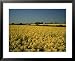 Oil Seed Rape Fields, Essex, England, United Kingdom Places Framed Art Poster Print by Fraser Hall, 31x25