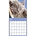 TF Publishing 2017 Cat Dreams Wall Calendar (17-1021)