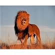 Lion (Standing) Art Poster Print - 13x19