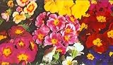 Amazon / Hirts: Shade Perennials: Primrose Pacific Giant Mix Perennial -8 Plants-Primula
