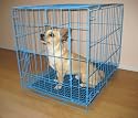 Blue Small Wire Dog Kennel / Cage -24"x17"x20"