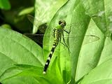 11x14 Digital Art Limited Edition Prints Dragonfly Realist Emerald Dragonfly