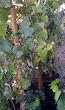 Merlot Grape Vine Five Gallon Plant