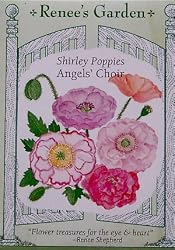 Poppy Angels Choir Seeds