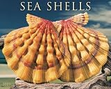 Sea Shells 2009 Calendar