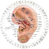 Le r�v�lateur : Ressemblance oreille, foetus