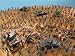 WWII Russian Front Playset --- 240 pieces (54mm)