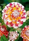 Hawaii Decorative Dahlia Tuber - NEW ! - White / Yellow / Red - B00124P2GU