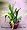 Coral Geisha Orchid Cactus - Epiphyllum ackermannii -8"