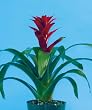 Guzmania Rosa Bromeliad