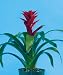 Guzmania Rosa Bromeliad