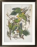 Carolina Parakeet, from Birds of America, 1829 Framed Art Poster Print by John James Audubon, 36x45